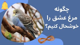 مرغ عشق خوشحال - چگونه مرغ عشق خود را خوشحال کنیم؟ مرغ عشق از چی خوشش میاد؟ budgies