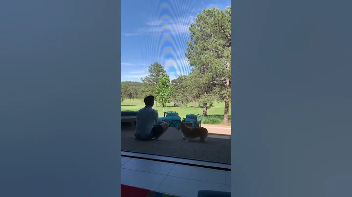 Steve & Rochelle's dogs playing fetch June 20, 2022