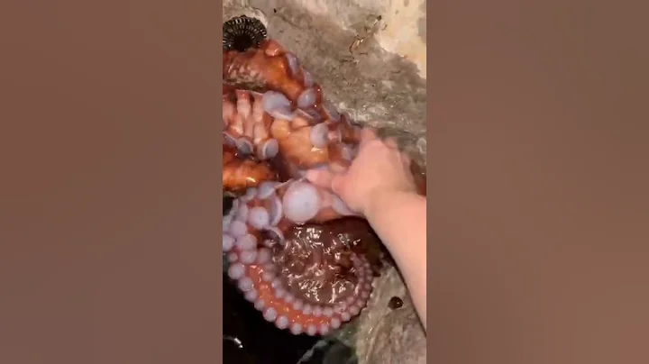 giant octopus tentacles #shorts
