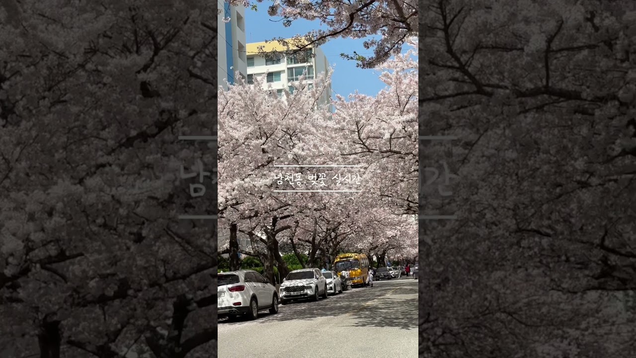 부산 벚꽃 명소 남천동 벚꽃거리 실시간 #부산벚꽃 #부산벚꽃명소 #부산꽃구경 #남천동벚꽃거리