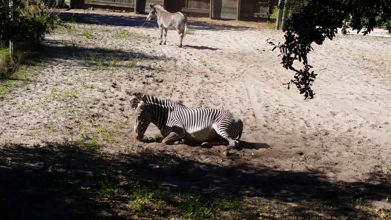 Zebra acting silly at the Jacksonville Zoo YouTube