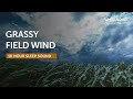 Howling Grassy Field Wind - 10 Hours Sleep Sound - Black Screen