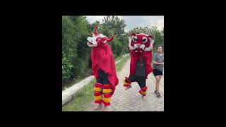 VICHO MENEMUKAN BANTENGAN DAN BARONGAN MACAN MERAH