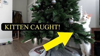 Naughty Maine Coon Kitten Caught! | Zeus's Merry Christmas and Happy New Year by Zeus the Cat 2,000 views 3 years ago 3 minutes, 3 seconds