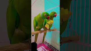 সে এটা কি করে 🫢🫢#shortvideo #bairdwarner #bard #plz_subscribe_my_channel