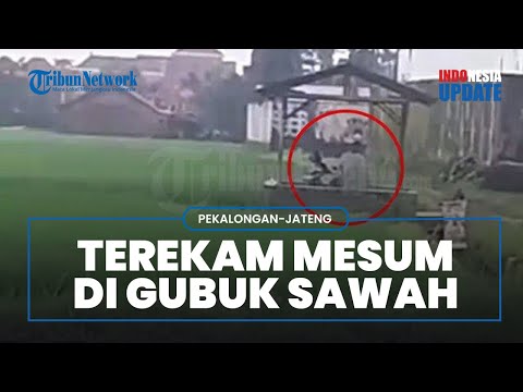 Viral Video Pasangan Diduga Mesum di Gubuk Sawah di Pekalongan, Kepala Desa Tanggapi Kejadian Itu