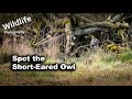 Short-Eared Owls | Eldernell and Woodwalton Pt1 | UK Wildlife and Nature Photography