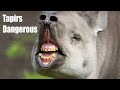 10 Terrific Facts About Tapirs/Animals Tower