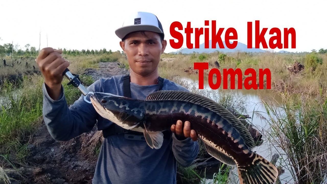 Casting Ikan Toman, Giantsnakehad