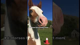 10 Horse Facts That Will Shock You facts animals equestrian horse