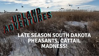 South Dakota late season pheasants! Cattail madness!