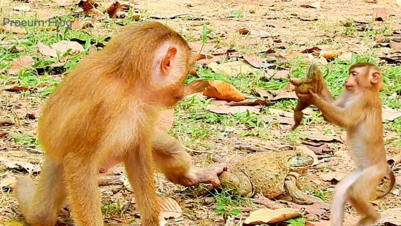 Monkey Vs Frog Sovanna playing frog very happy || so funny - YouTube