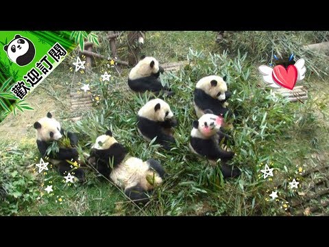 《熊貓早晚安》一只吃飯不認真的大熊貓 | iPanda熊貓頻道
