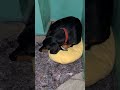 Que sono gostoso 🐶🤣 #petsfofinhos #cachorro