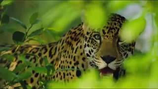 Jaguares en Panamá: Nuestra Lucha intro