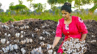 Savor the Flavor: Meaty Soya Mushroom Extravaganza  A Delectable Fusion of Various Mushrooms'