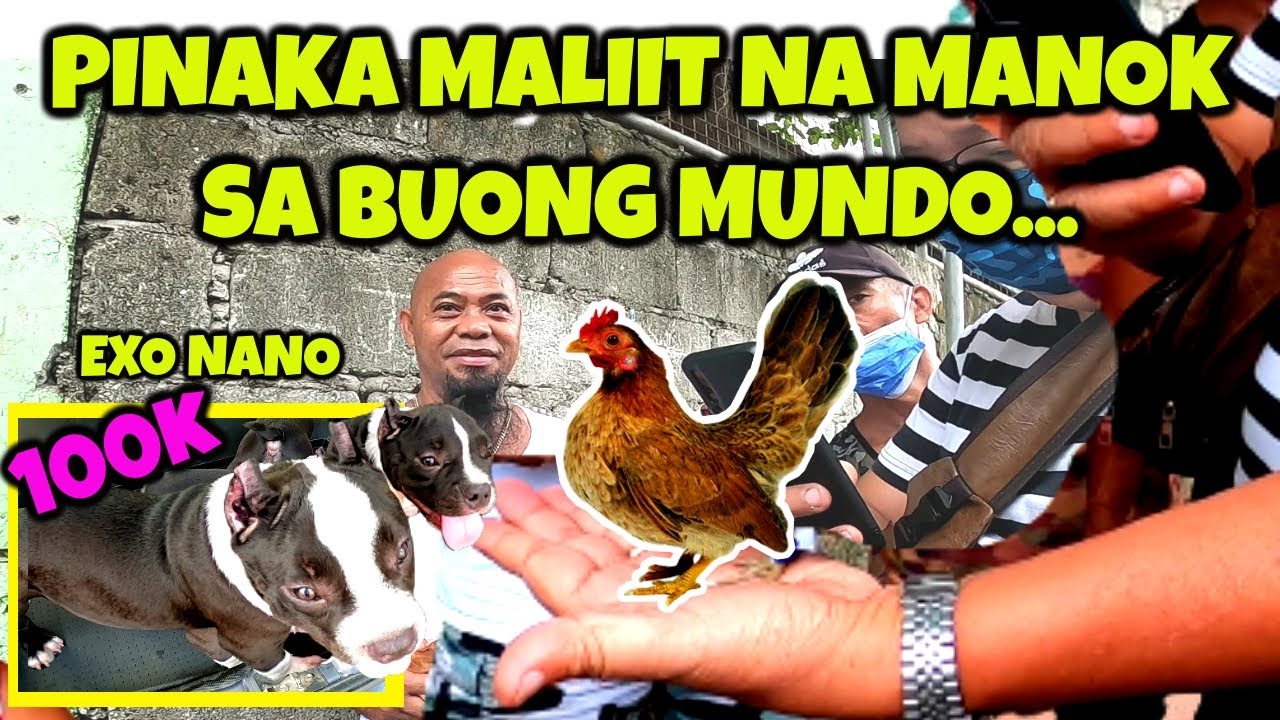 BOCAUE pt.2: 100K? EXOTIC NANO BULLY / SERAMA PARANG SISIW SA LIIT-AGAW PANSIN.. / HANDFED ATBP.