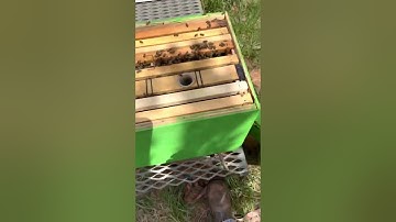 Virgin queen introduction part 2