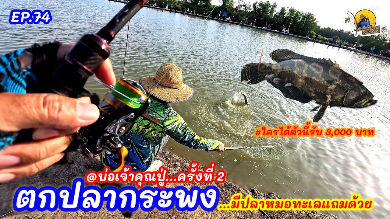 (EP.74) ตกปลากระพงบ่อเจ้าคุณปู่ จ.สมุทรสาคร ครั้งที่ 2 ลงไปลา 500+ มีปลาหมอทะเลด้วยนะ