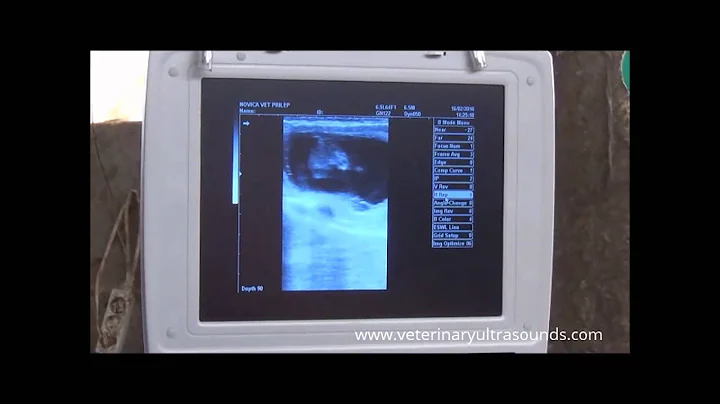 Cow Pregnancy Diagnosed at 73 Days Using Portable Ultrasound Technology