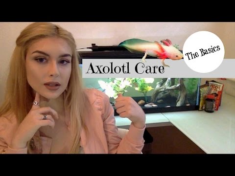 Axolotl Care: The Basics
