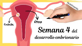 Cuarta Semana Del Desarrollo Embrionario Humano o semana 6 desde FUM (Fecha.Última.Menstruación)