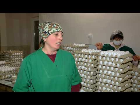 მესხეთის მეფრინველეობა - ახალციხის რაიონში არსებული მეფრინველეობის ფერმა