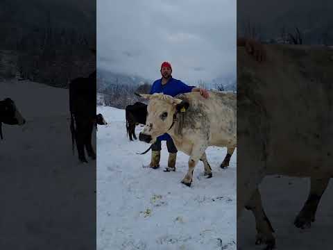 Liegt auf da Wiese..
