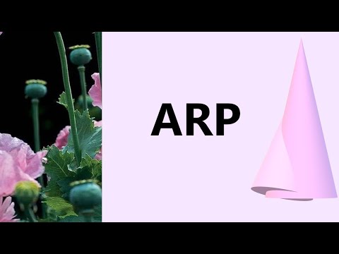 протокол arp