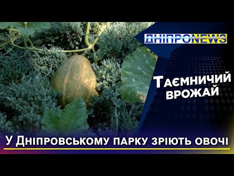Загадковий врожай: гарбузи та кабачки цвітуть в парку Дніпра