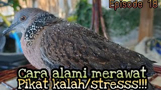 CARA ALAMI MERAWAT PIKAT TEKUKUR YANG KALAH DILAMAN.