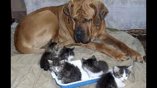 😺 Unbearable neighbors! 🐶 Funny videos with dogs, cats and kittens! 🐱