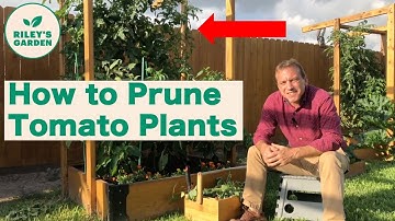 How to Prune Tomato Plants
