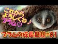 Bushbaby Plum's Growth Diary ショウガラゴ プラムの成長日記 01