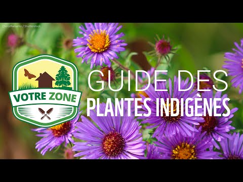 Vidéo: Meilleures herbes pour la zone 5 : En savoir plus sur les herbes qui poussent dans les climats de la zone 5