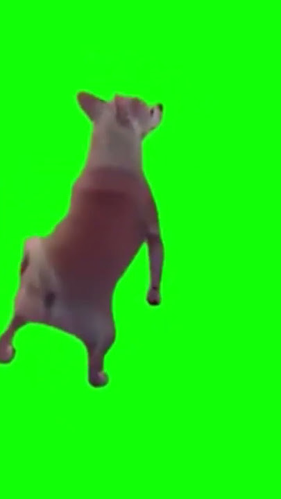 Green screen , dancing dog 😂 #greenscreen #dog #shorts #viral