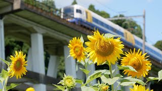 【大網白里ひまわり畑】満開のひまわりとJR外房線列車 [Ooami-shirasato sunflower-field] Sunflowers and JR trains