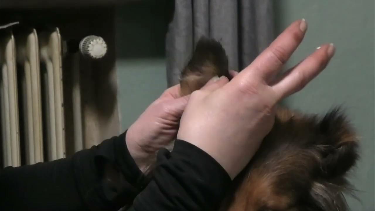 Ohren kleben beim Collie YouTube