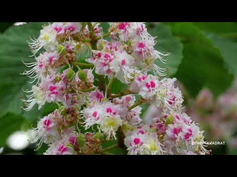 Video: Kada cvjetaju stabla jacaranda?