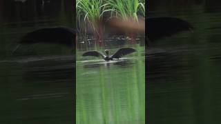 Neotropic Cormoranta Stunning Takeoff From The Pond