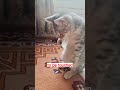 This Is Why Cats Show Their Belly!