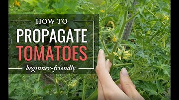 Propagate (Clone) Tomatoes - Gardening for Beginners
