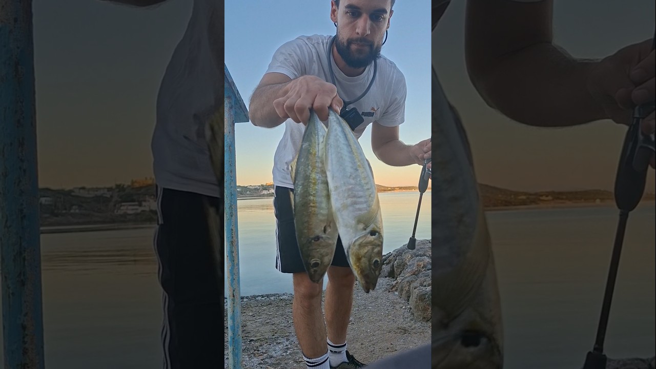κοκκάλια "μπαούλα" στα ρηχά #ajing #ψάρεμα #fishing #fishingvideo