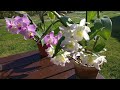Cuándo y cómo trasplantar una Orquídea Cattleya