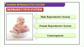 Human Reproduction System 1