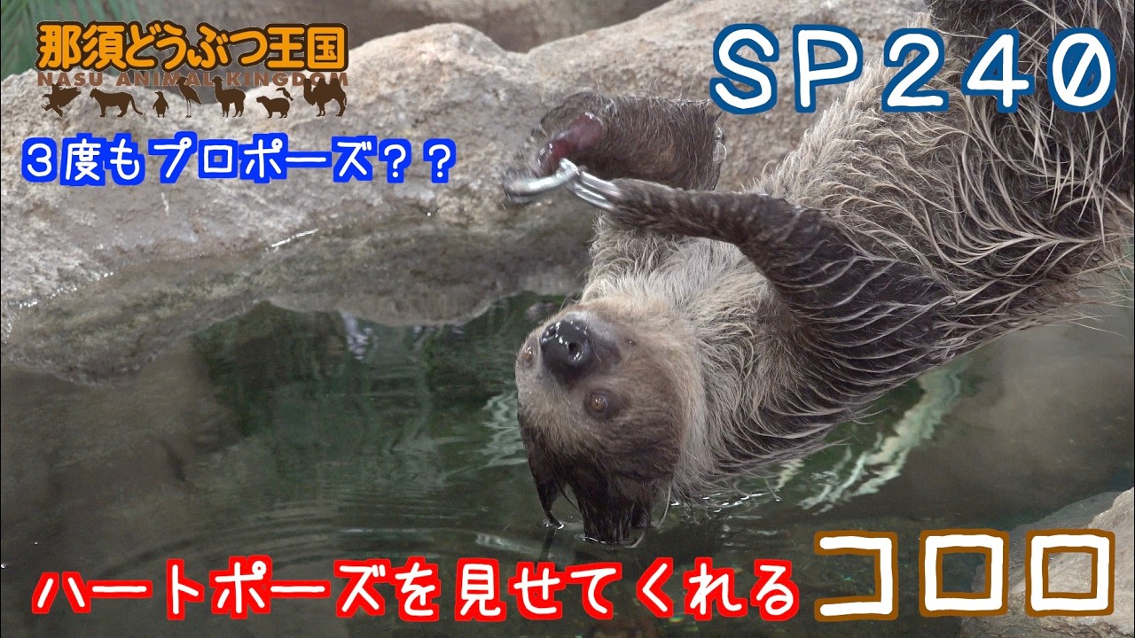 SP240 ハートポーズを見せてくれるナマケモノ（コロロ） - YouTube