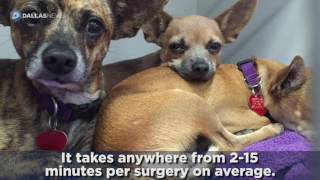 SPCA of Texas' Mobile Adoption Vehicle