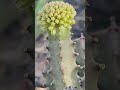 Flowerbuds Caralluma Flowerbuds Caralluma