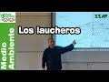 LOS LAUCHEROS en la AGRICULTURA 🌳🌳