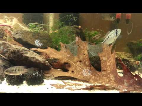 F1 Apistogramma Macmasteri